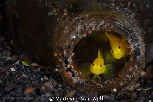 Lembeh Style: Two yellow pygmy gobies in the bottle by Marteyne Van Well 